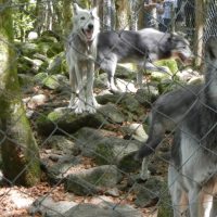La maison des loups